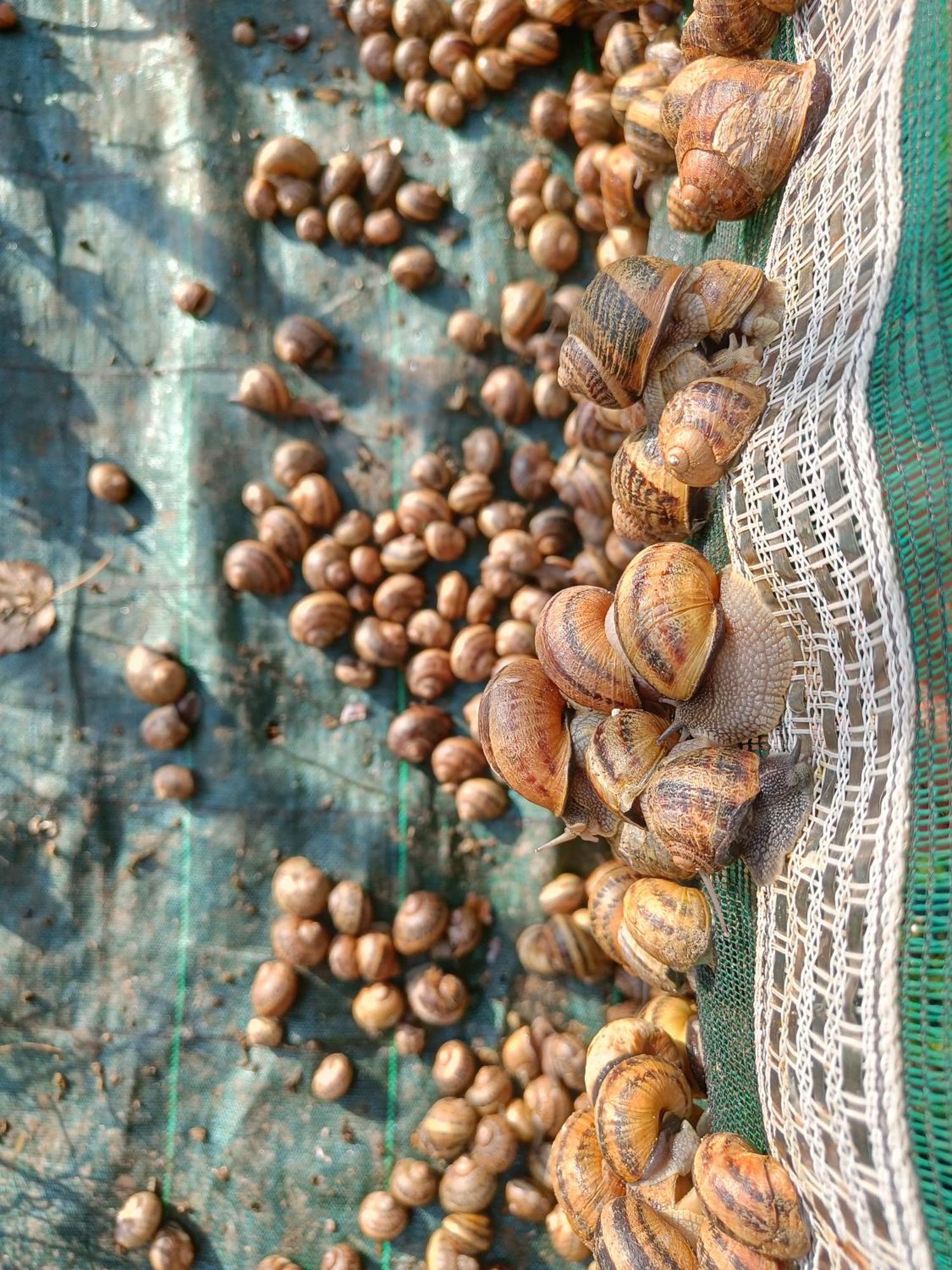 Uzemain L'Escargoterie De La Forge - Immersion Champetre מראה חיצוני תמונה